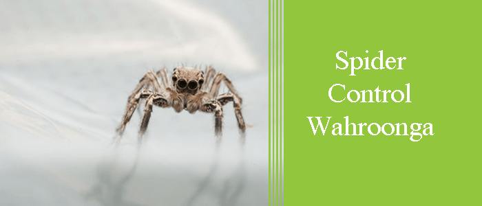 Spider Control Wahroonga